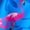 CABANA SWIM, variant on Wonder Nation Girls Zip-Up Rash Guard One-Piece Swimsuit with Short Sleeves, Sizes 4-18