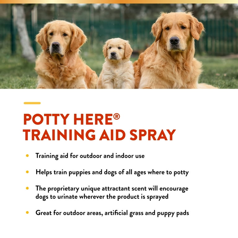 How To Potty Training Dogs To Go Outside Poop How To House Train A