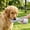 Gray, variant on Portable Pet Drinking Cup for Outdoor Use – Combines Small Water Cup and Food Cup for Keeping Pets Hydrated and Fed While Out
