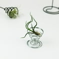thumbnail image 3 of Bgsha Air Plant Container Iron Frame Bracket Suitable For Plant Display And Home Decor, 3 of 10