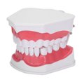 thumbnail image 2 of Modelo de dientes ANGGREK para Enseñanza Dental Estándar, 2 of 8