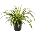 thumbnail image 2 of Gardenera Labs Premium Spider Plant Potting Soil Mix - (2 Quart Bag), 2 of 4