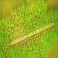 thumbnail image 1 of Ahgly Company Machine Washable Indoor Square Transitional Dark Yellow Green Area Rugs, 4' Square, 1 of 7