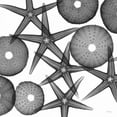 thumbnail image 2 of Koetsier, Albert 26x26 Gold Ornate Wood Framed with Double Matting Museum Art Print Titled - Starfish Sea Urchins F82, 2 of 4