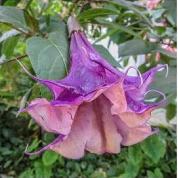 10 Sandra Cansa Angel Trumpet Seeds