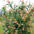 thumbnail image 3 of 2.5 Qt. Honeysuckle Lonicera Serontina Live Vine with Full Sunlight -1 Piece, 3 of 5