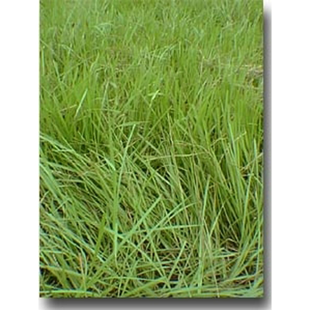 Pensacola Bahia Grass Seed (Coated) 50 Lbs.