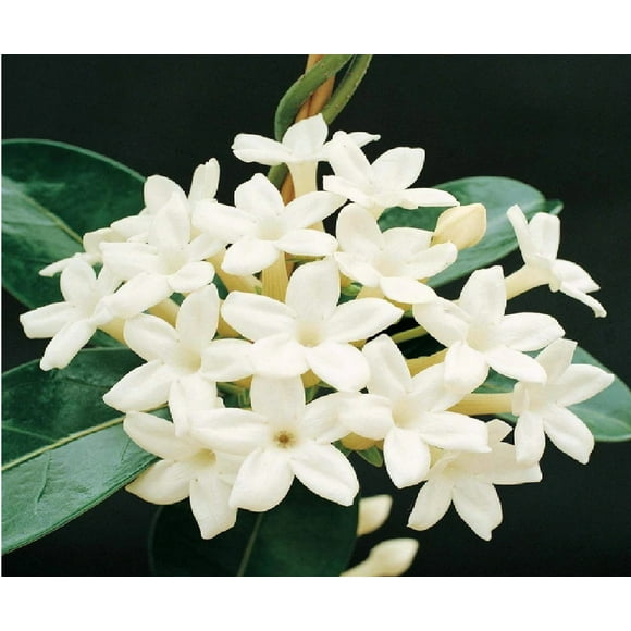 Indoor Jasmine Plants