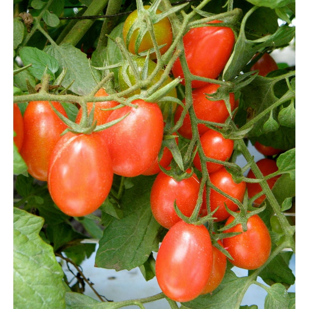 Bonnie Plants Grape Tomato 19.3 oz.