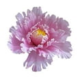 thumbnail image 3 of Zriyin Large simulated peony flower wedding fake flower display props linen, pink, 3 of 7