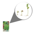 thumbnail image 2 of Semillas Pasto Transito Pesado y Campos Deportivos Hortaflor, 2 of 5