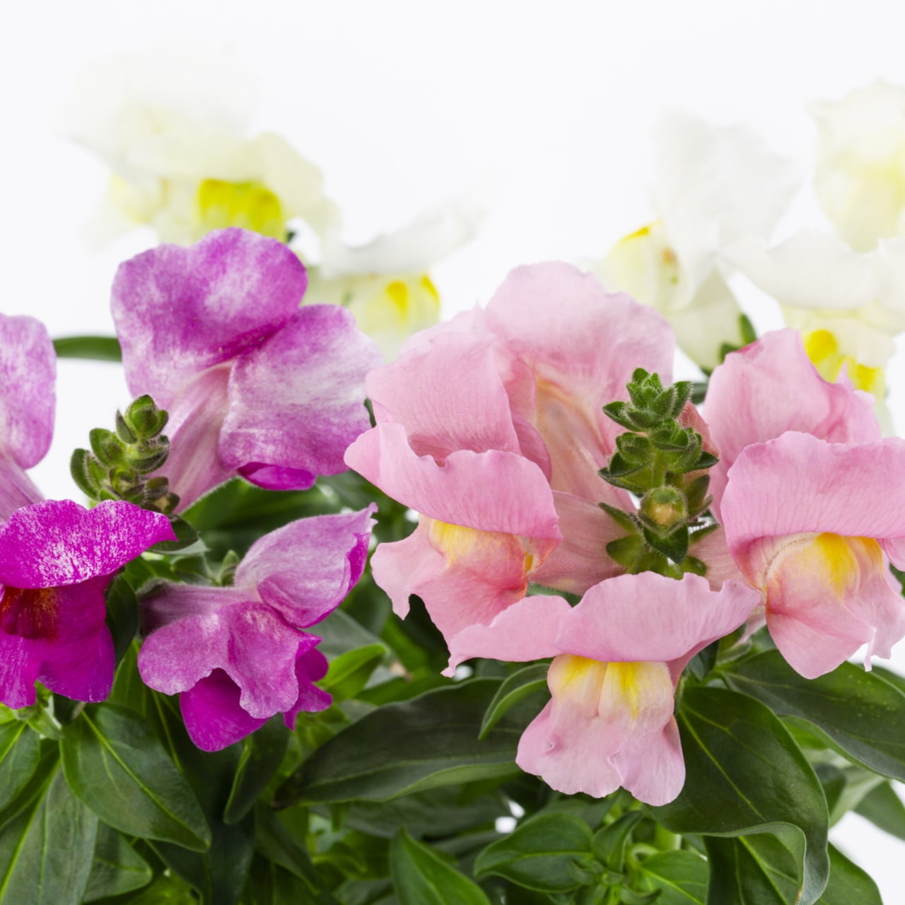 Expert Gardener 1PT Multicolor Snapdragon Live Annual Plant Sun 6-Pack