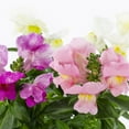 thumbnail image 3 of Expert Gardener 1PT Multicolor Snapdragon Live Annual Plant Sun 6-Pack, 3 of 7