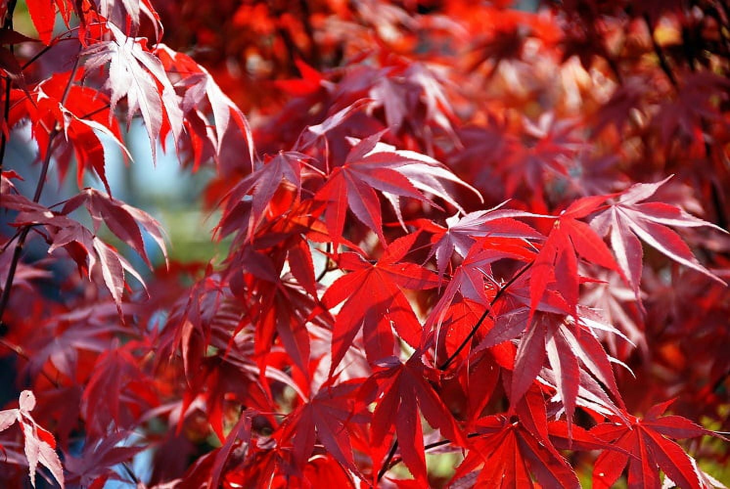 Fireglow Upright Red Japanese Maple Tree - Live Plant - ( TG )