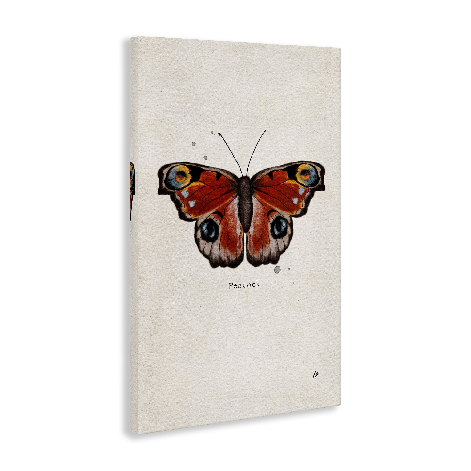 Stupell Industries Peacock Butterfly Study Insects Painting Wrapped Canvas Art Print Wall Art, 24 x 36