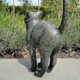 thumbnail image 2 of Beautiful Cat Statue With Rounded Back Garden Decor Resin Outdoor Lawn Yard Sculpture, 2 of 5