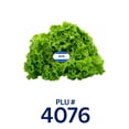 thumbnail image 7 of Fresh Green Leaf Lettuce, Each, 7 of 7