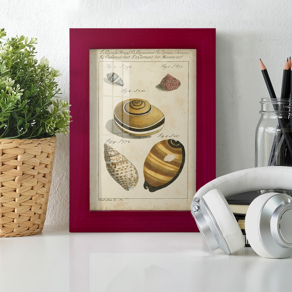 Vintage Shell Study IV -Framed Print w/glass-Cherry Red