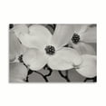 thumbnail image 2 of Gango Home Decor Dogwood Delicacy III B&W by Vitaly Geyman (Printed on Paper); One 36x24in Fine Art Paper Giclee Print, 2 of 4