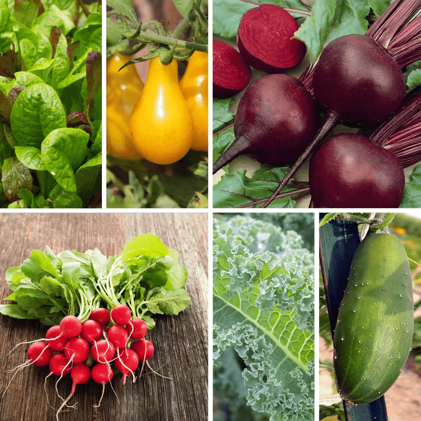 Heirloom Vegetable Garden Seed Collection – Assortment of 15 Non-GMO, Easy Grow, Gardening Seeds: Carrot, Onion, Tomato, Pea, Cucumber, Beets, Basil, More