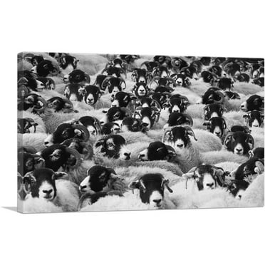 ARTCANVAS Sheep Home Decor Rectangle Canvas Art Print - Size: 26" x 18" (0.75" Deep)