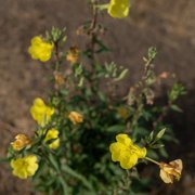 Plant Good Seed Large Flowered / Magic Evening Primrose Seed Packet Perennial Yellow Flower Full Sun
