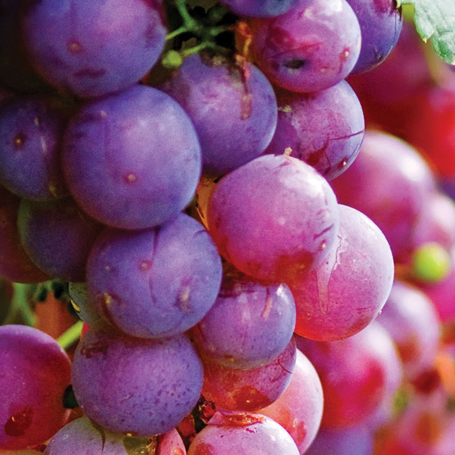Expert Gardener Grape Collection Seedless (Set of 2 Dormant Bare Roots) Full Sun, Multi-Color, Perennial