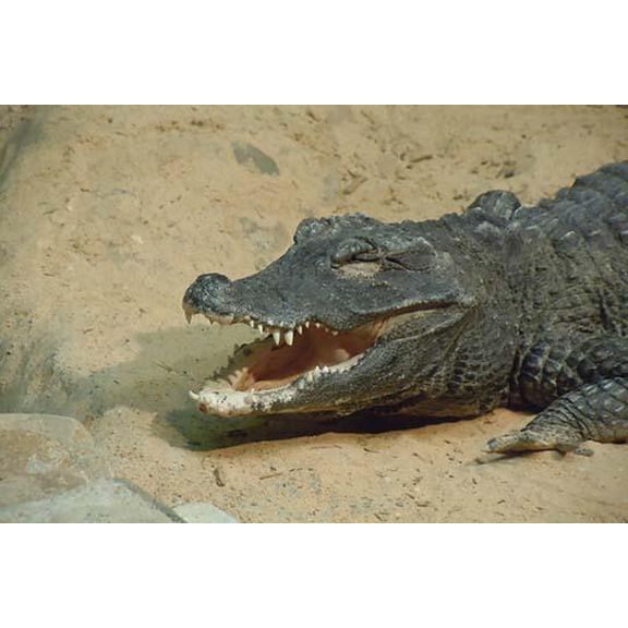 The Crocodile-Fine Art Canvas Print (20" x 30")