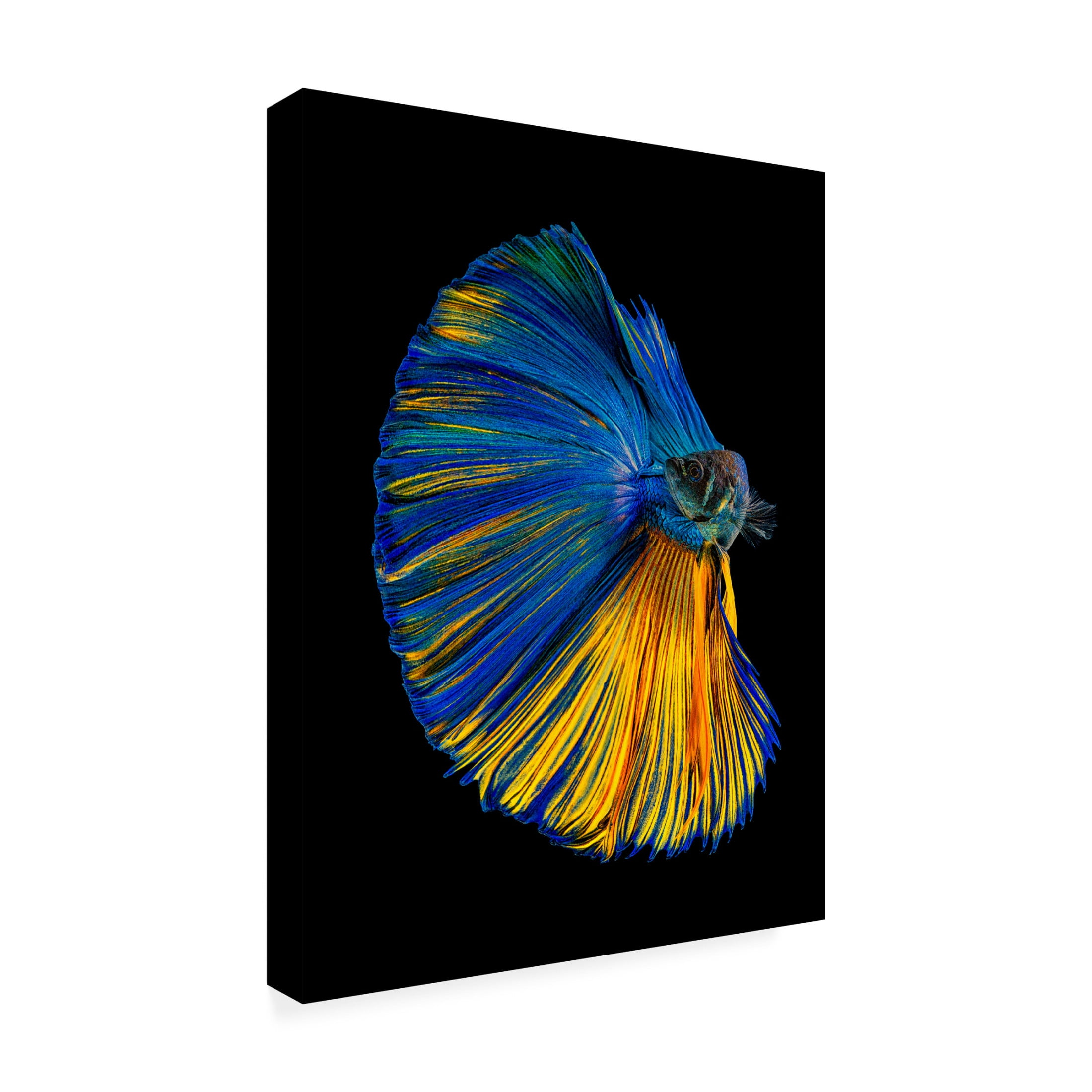 Canvas Wall Art - Andi Halil 'Yellow A Blue' Wall Art for Living Room, Bedroom, or Office Décor by Trademark Fine Art - 24 x 32 Inches