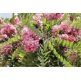 thumbnail image 3 of 15 Graines d'Arbuste d'Arbre Fertile Robinia Hispida Fleur de Criquet ROSE / ACACIA ROSE, 3 of 10
