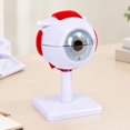 Human Eye Anatomy Model, Multicolor Freestanding Display for Medicals ...