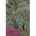 thumbnail image 2 of Jones, Adam 13x18 White Modern Wood Framed Museum Art Print Titled - Flowering dogwood trees and azaleas in full bloom in spring-Bonaventure Cemetery-Savannah-Georgia, 2 of 4