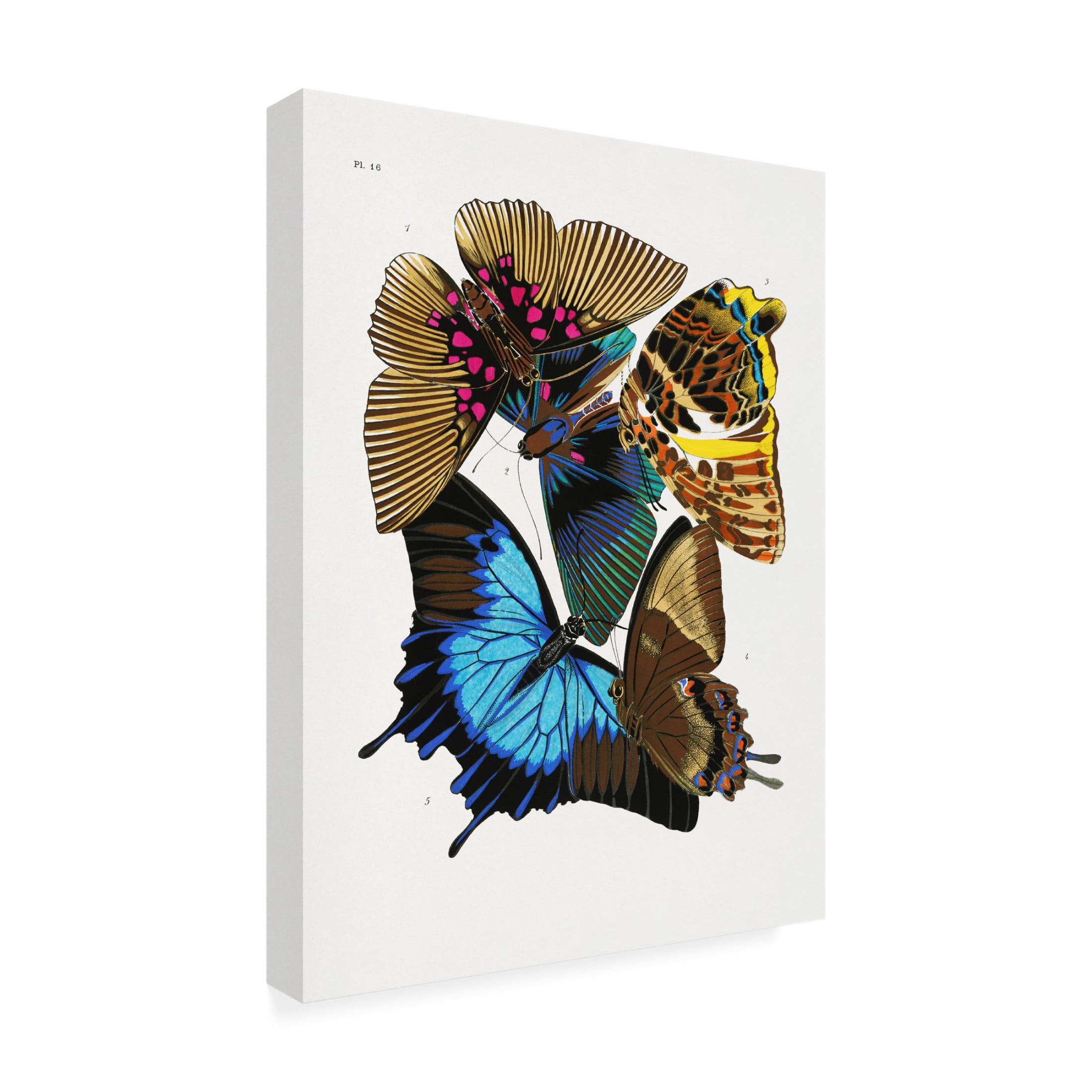 Trademark Fine Art Pictufy Butterflies 4 Canvas Wall Art