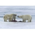 thumbnail image 2 of Young, Bill 24x17 White Modern Wood Framed Museum Art Print Titled - Norway, Svalbard Three polar bears greeting each, 2 of 4