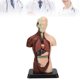 thumbnail image 1 of Modelo De Cuerpo Humano, Simulación De Torso Desmontable Unisex Para Clínicas, 1 of 7