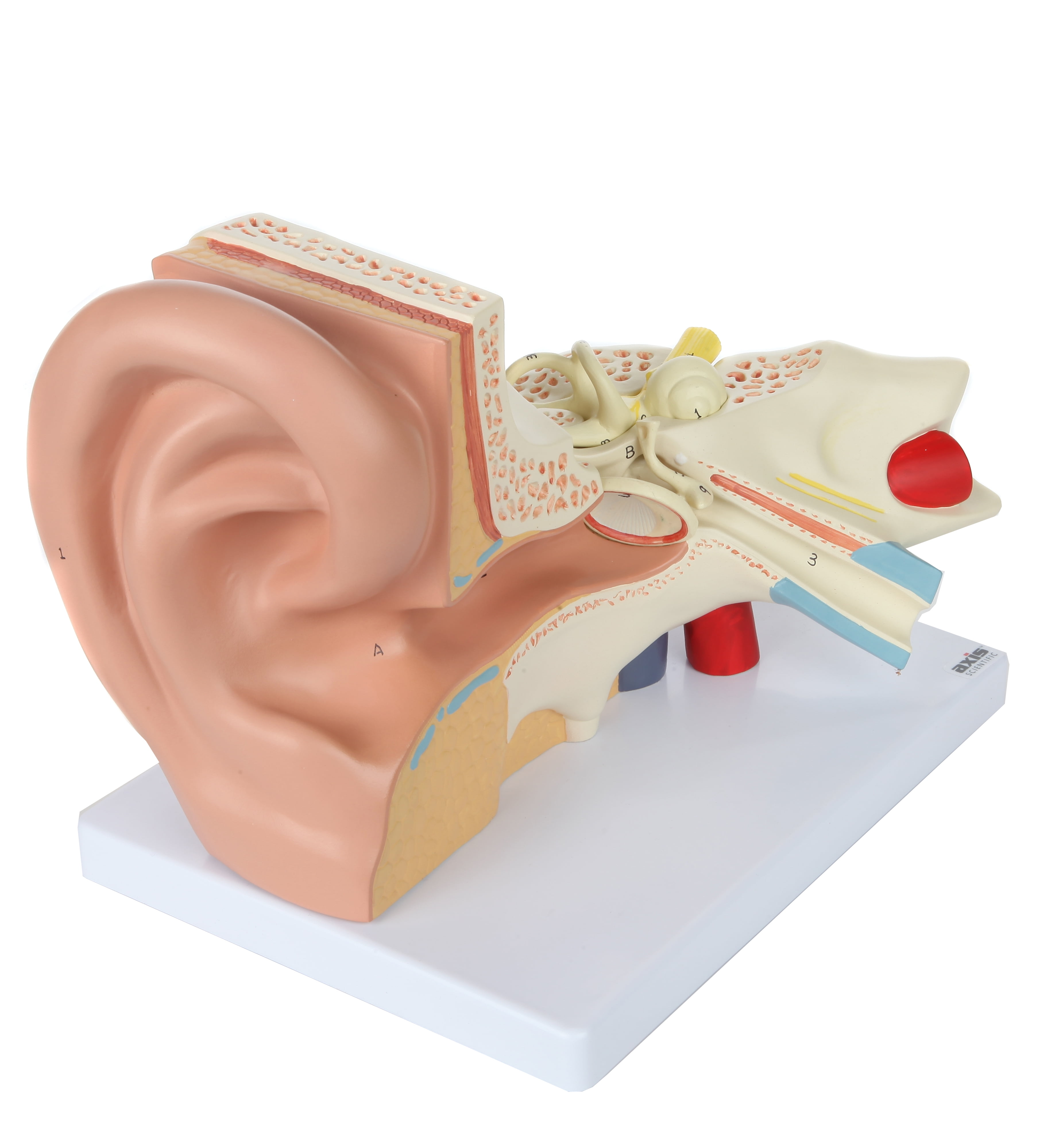 Ear Model Labl Axis Scientific Human Ear Model, 5 Times Enlarged 4 Dimensional Model ...