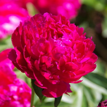 Karl Rosenfield Peonies Flower Root - Deer Resistant - Good as Cut Flowers - Naturalizing - Perennializing Peony - Easy to Grow Live Plants - Outdoor Garden