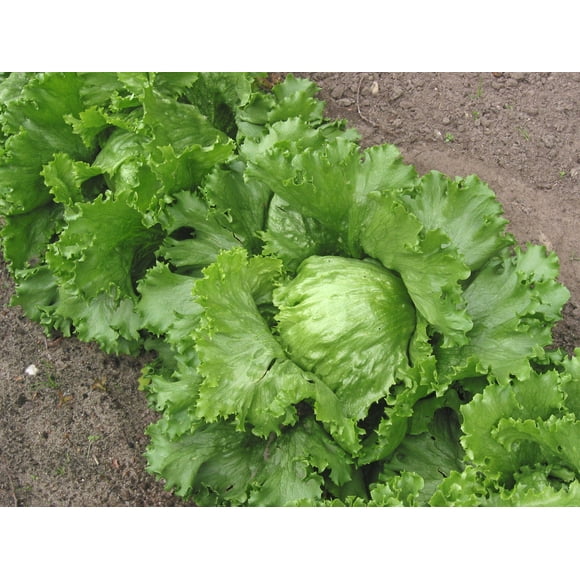 1000 GREAT LAKES LETTUCE Batavian Iceberg Lactuca Sativa Vegetable Seeds