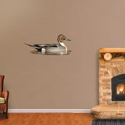 Nothern Pintail Sitting in Water - Cutout