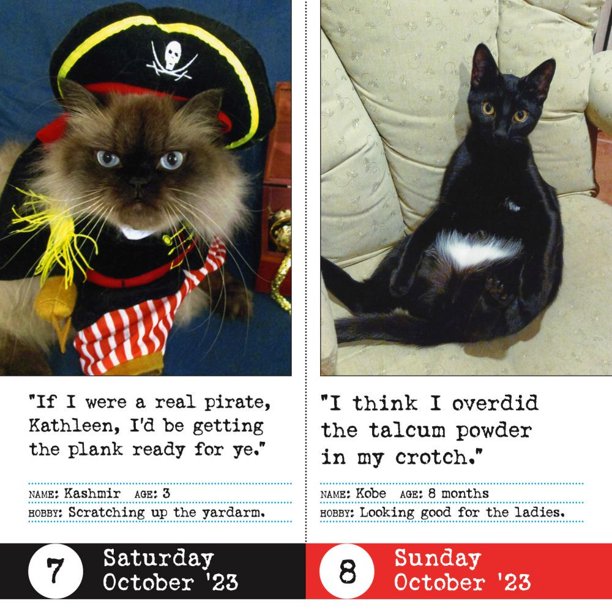 Bad Cat Page-A-Day Calendar 2023 : 365 Not So-Pretty Kitties (Calendar) -  Walmart.com