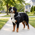 thumbnail image 3 of Vibrant Life Easy-On Dog Harness, Gray, Polyester, Extra Large, 3 of 7
