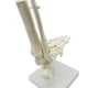 thumbnail image 4 of Esqueleto Humano 1:1 Modelo de AnatomíA del Pie, Pie y Tobillo con VáStago Modelo AnatóMico Recursos de EnseñAnza de AnatomíA, 4 of 5