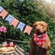 thumbnail image 4 of Paquete de 2 pañuelos para perros del 4 de julio, suministros para fiestas caninas del Día de la Independencia, bufanda triangular para mascotas, pañuelo para la cabeza para mascotas, 4 of 5
