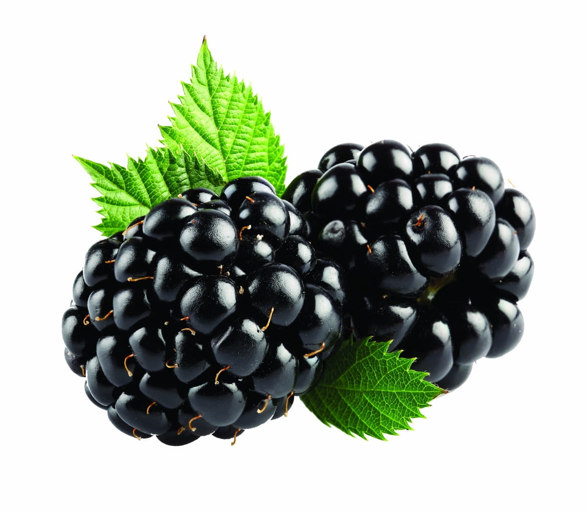 sweetie pie blackberry plant sweetie pie blackberry plant