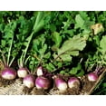 thumbnail image 2 of TomorrowSeeds - Purple Top Turnip Seeds - 10,000+ Count - For 2026 Planting American White Turnips, 2 of 11