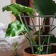 thumbnail image 4 of Estante de soporte para plantas trepadoras de jardín, soporte para vid en crecimiento, enrejado trepador, 3 uds., 4 of 4