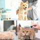 thumbnail image 5 of Peine para perros, peine para mascotas, peine de doble cara, herramienta de aseo profesional para cepillar, peinar, antipiojos, peine para pulgas kaili Sencillez, 5 of 5