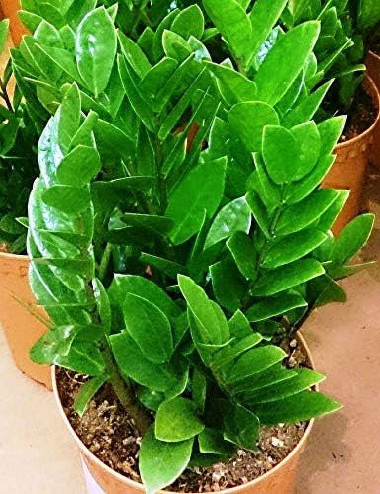 ZZ Plant - Live Plant in a 6 Inch Pot - Zamioculcas Zamiifolia - Beautiful Easy to Grow Air Purifying Indoor Plant