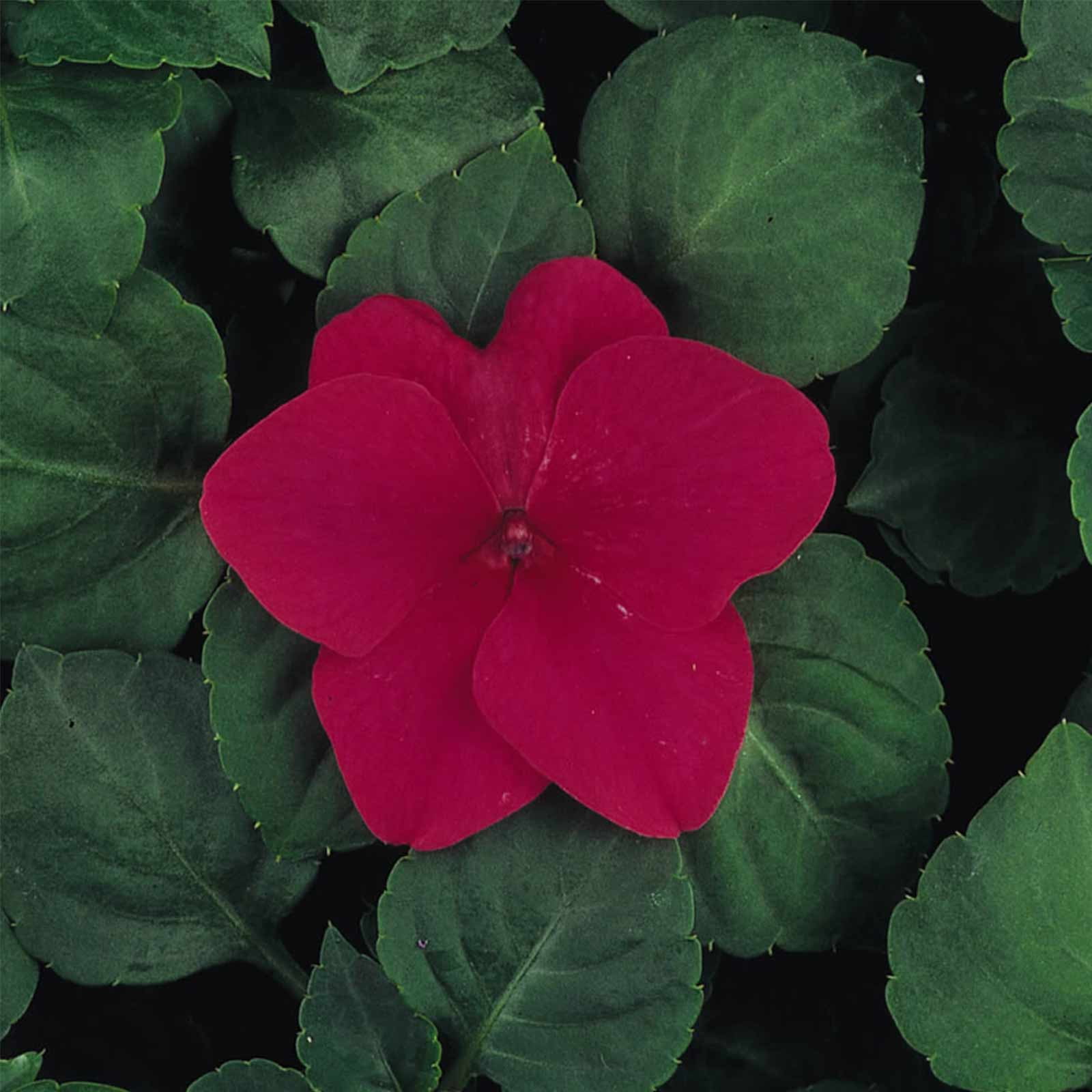Impatiens Flower Garden Seeds F1 Dazzler Series Rose 500 Seeds