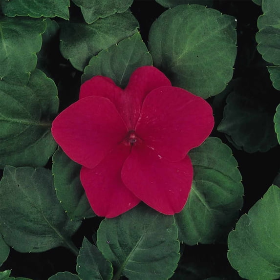 Impatiens Flower Garden Seeds - F1 Dazzler Series - Rose - 500 Seeds - Annual Flower Gardening Seeds - Impatiens wallerana